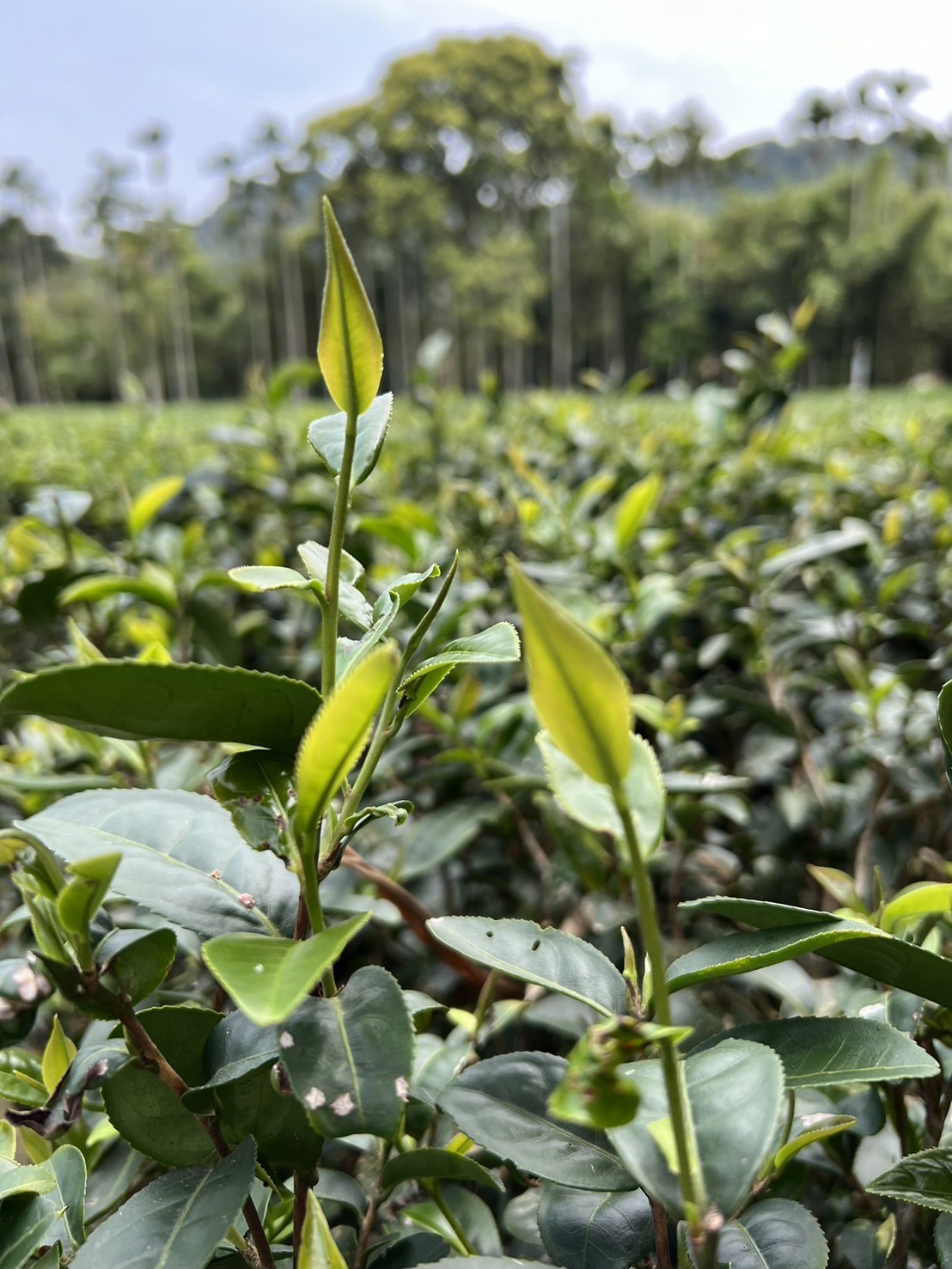 茶園圖1